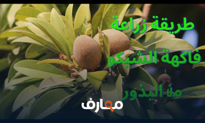 طرق زراعة أشجار الفاكهة