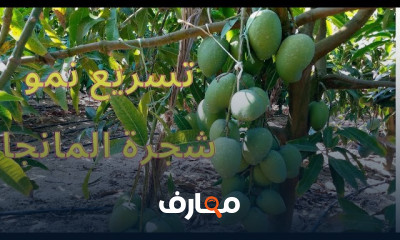 زراعة المانجو في الأراضي
