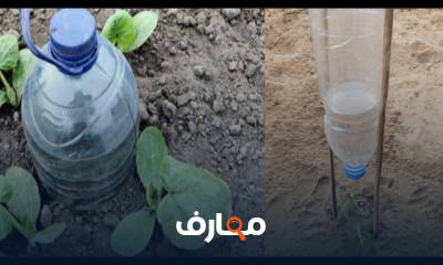كيفية الري بالتنقيط
