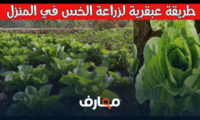 زراعة الخس