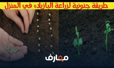زراعة الريحان في المنزل