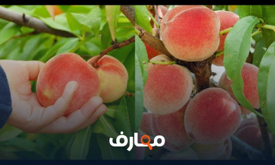زراعة شجرة الأفوكادو