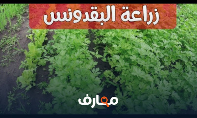 زراعة البقدونس في المنزل