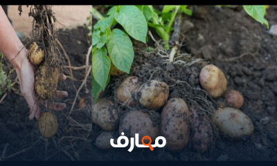 زراعة البطاطا