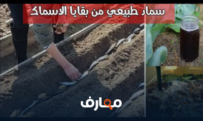 أسمدة طبيعية للنباتات