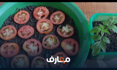 زراعة الطماطم بالبذور