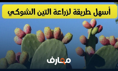 زراعة التين الشوكي