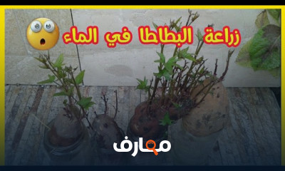 زراعة البطاطا الحلوة