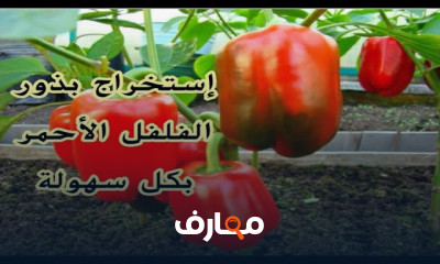 استخراج البذور للزراعة