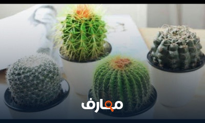 زراعة نبات الصبار