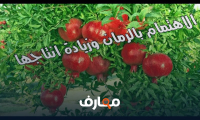 زراعة شجرة الرمان