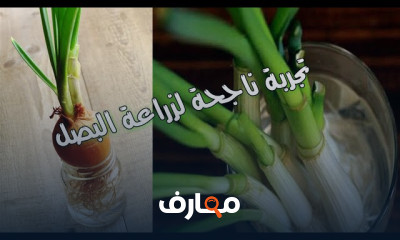 زراعة البصل الأخضر زراعة البصل الأخضر