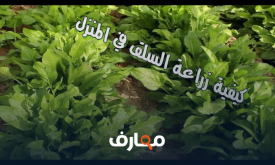 زراعة السلق