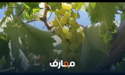 زراعة شجرة العنب