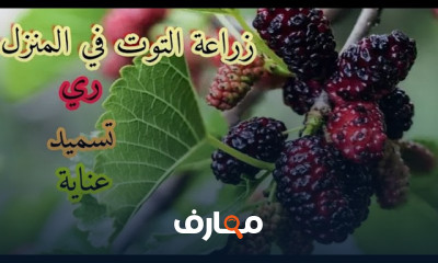 زراعة التوت