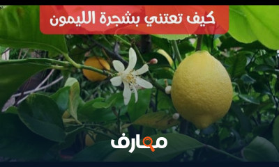 طريقة زراعة شجرة الليمون