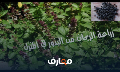 شتلة ريحان