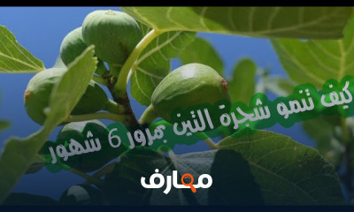 طريقة زراعة التين