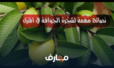 زراعة الجوافة