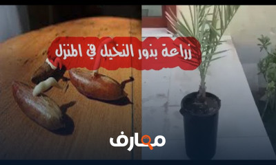 زراعة بذور النخيل