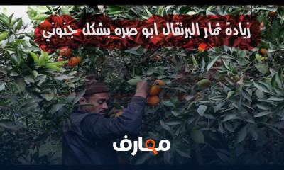 زراعة شجرة البرتقال