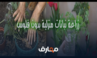أساسيات الزراعة المنزلية