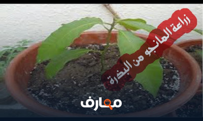 طريقة زراعة المانجو