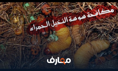 طريقة تقليم النخيل