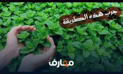 طريقة زراعة النعناع
