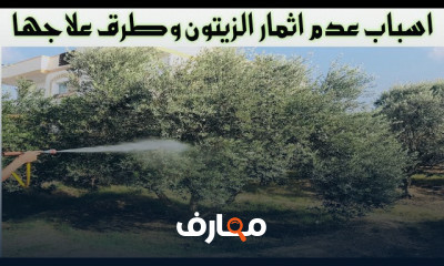 زراعة شجرة الزيتون