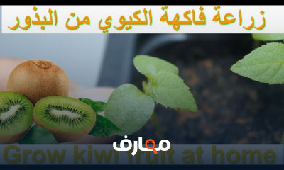 زراعة الكيوي