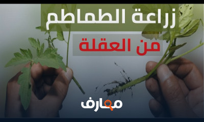 زراعة الطماطم