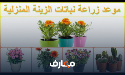الزراعة الصيفية