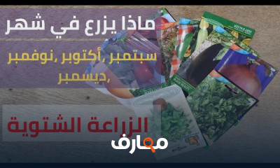 الزراعة الشتوية