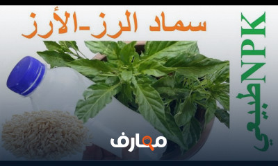 كيفية تحضير سماد ماء الأرز كيفية تحضير سماد ماء الأرز