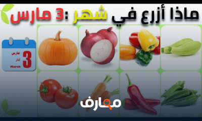 زراعة شتلة صغيرة