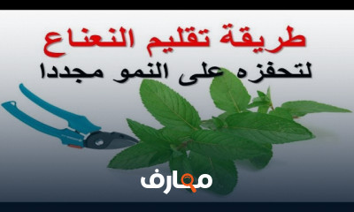 كيفية تقليم الأشجار