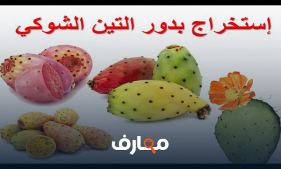 زراعة صبار الألوفيرا