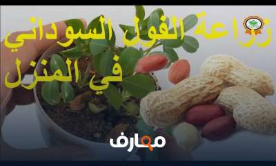 زراعة المكسرات