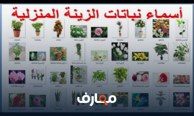 زراعة نباتات الزينة