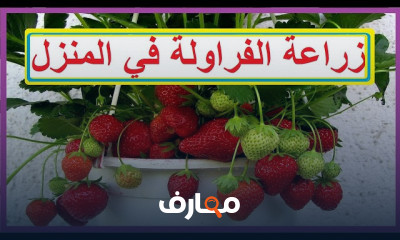 زراعة الفرولة