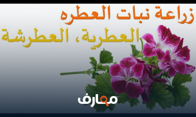 زراعة النباتات العطرية والطبية