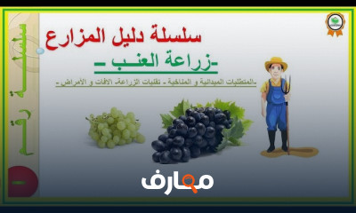 طريقة زراعة البطاطس