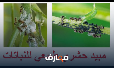 مبيد حشري طبيعي للنباتات