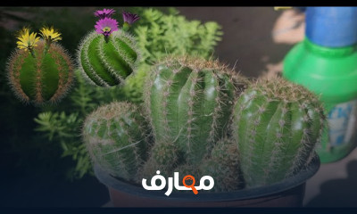 زراعة الصبار