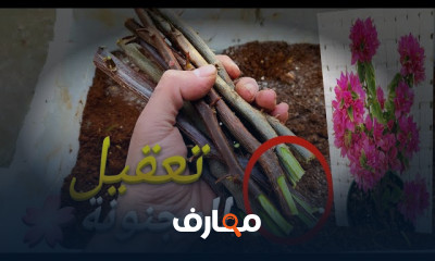 زراعة عقل الجهنمية