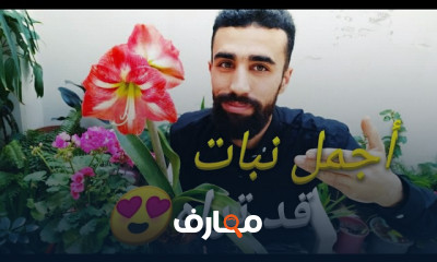 زراعة النرجس