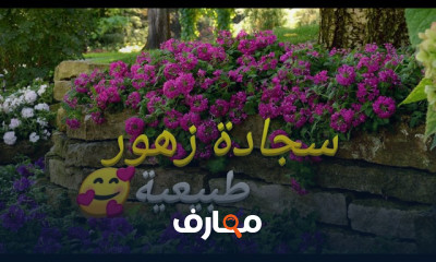زراعة نبات قطر الندى