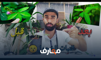 زراعة نبات المستحية