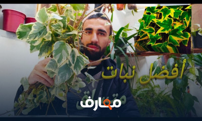 زراعة الجهنمية القزمية